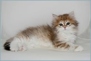 Female Siberian Kitten from Deedlebug Siberians